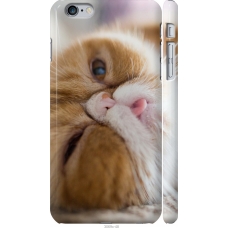 Чохол на iPhone 6 Plus Смішний персидський кіт 3069m-48