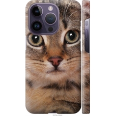Чохол на iPhone 14 Pro Смугастий котик 2978m-2646