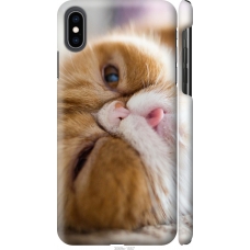 Чохол на iPhone XS Max Смішний персидський кіт 3069m-1557