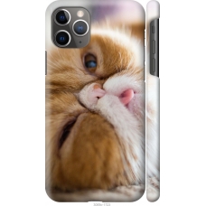 Чохол на iPhone 11 Pro Max Смішний персидський кіт 3069c-1723
