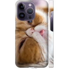 Чохол на iPhone 14 Pro Смішний персидський кіт 3069m-2646